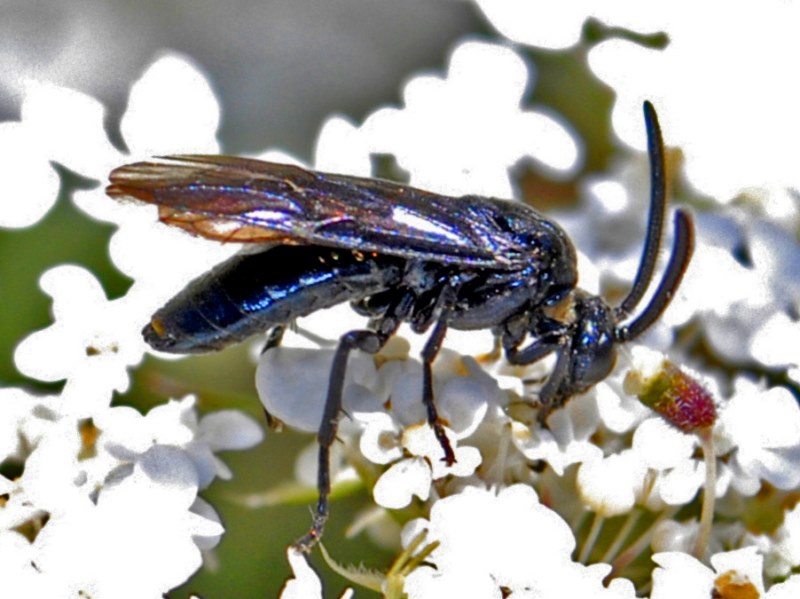 Argidae:  cfr.  Arge berberidis